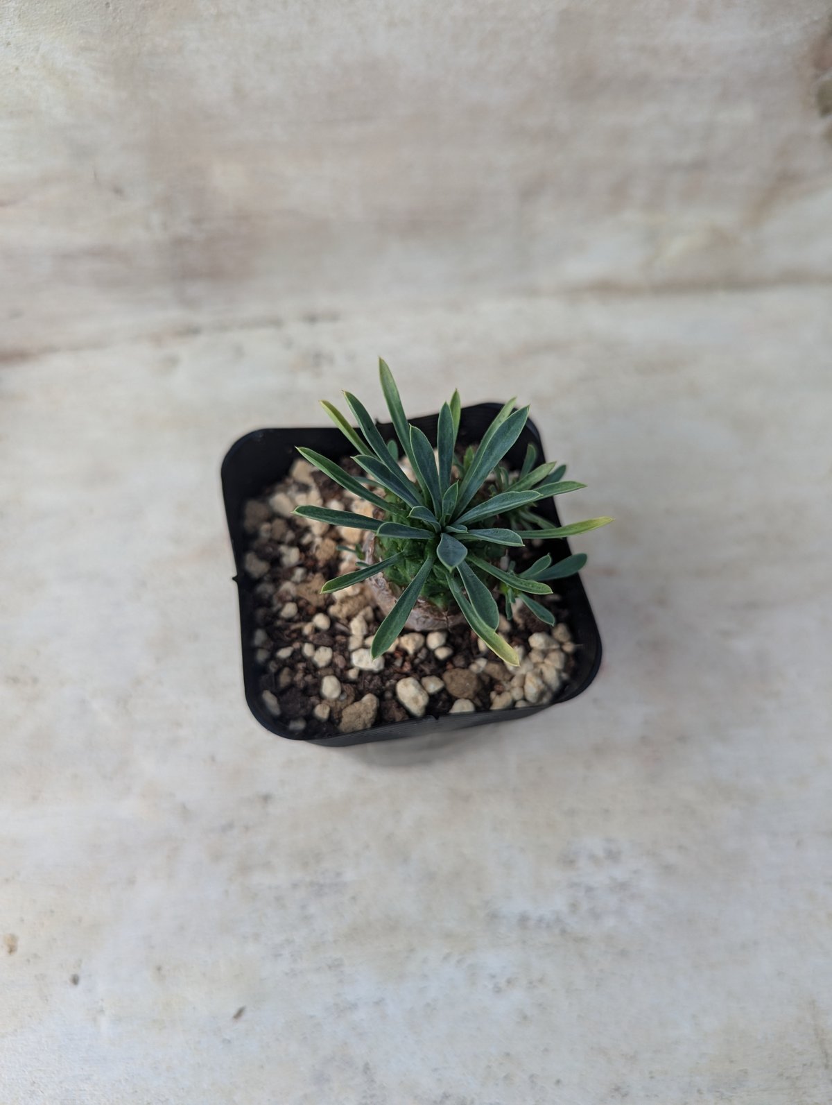 峨眉山 ユーフォルビア 抜き苗 | 多肉植物カット苗の通販 | エケベリア 