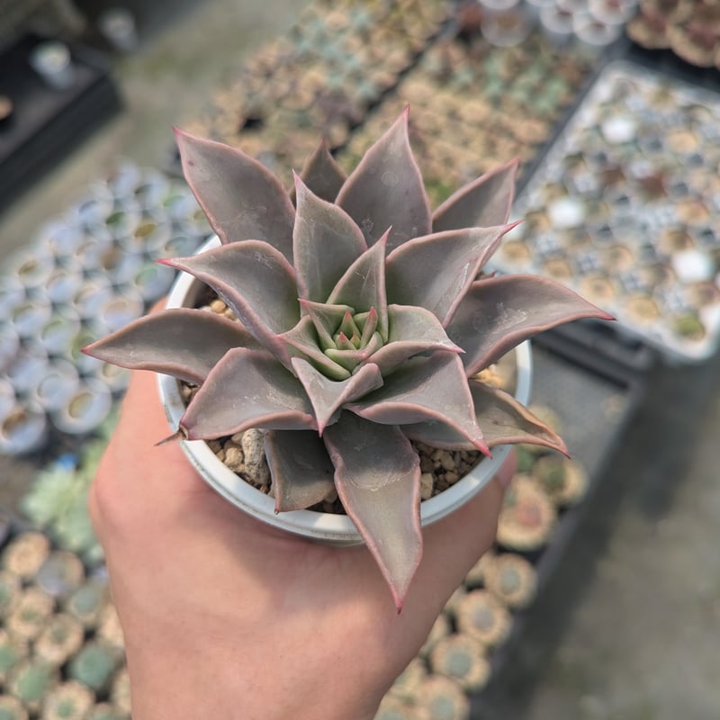 多肉植物　マディバ錦赤筋斑　抜き苗 エケベリア マディバ（抜き苗） | 多肉植物のネットショップ ST Farm