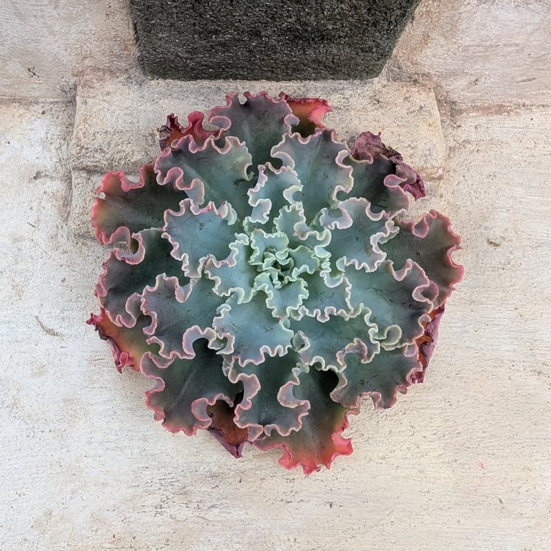 ブルーフォックス エケベリア カット苗 | 多肉植物カット苗の通販