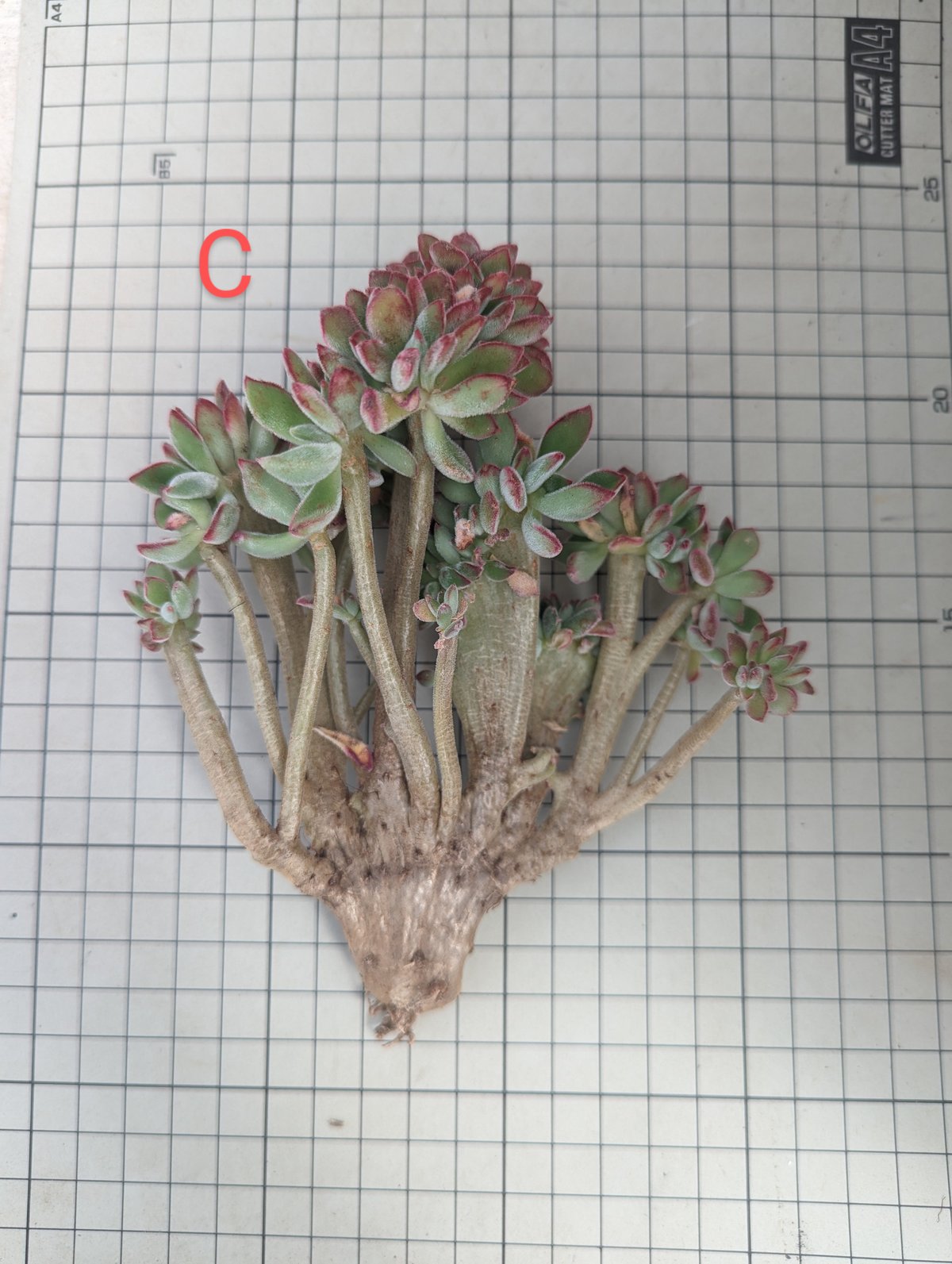 fit=scale-down,w=1200