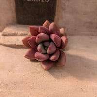 シュガーベイビー エケベリア カット苗 | 多肉植物カット苗の通販