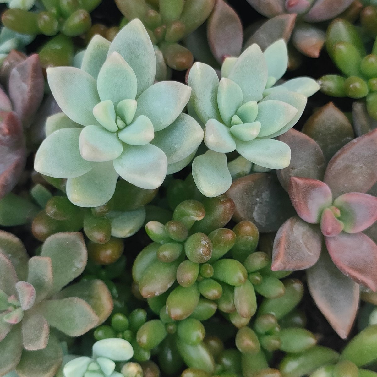 セダムミックス 寄せ植え 土付き 宅急便発送 | 多肉植物カット苗