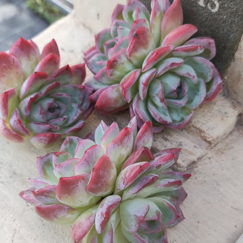 レッドラインエレガンス エケベリア カット苗 2頭 | 多肉植物カット苗