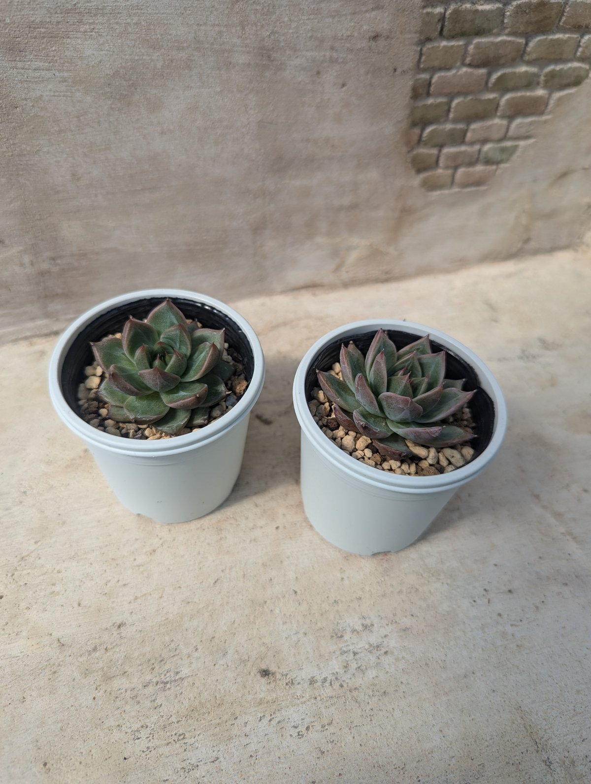 フラミンゴ エケベリア 抜き苗 | 多肉植物カット苗の通販 | エケベリア