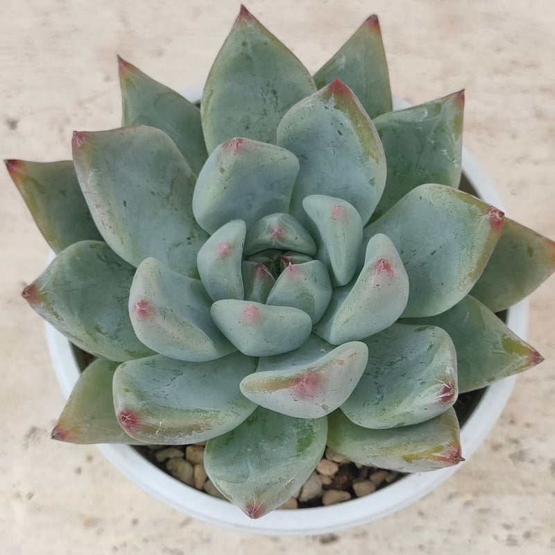 シャキノ エケベリア | 多肉植物カット苗の通販 | エケベリア(韓国苗