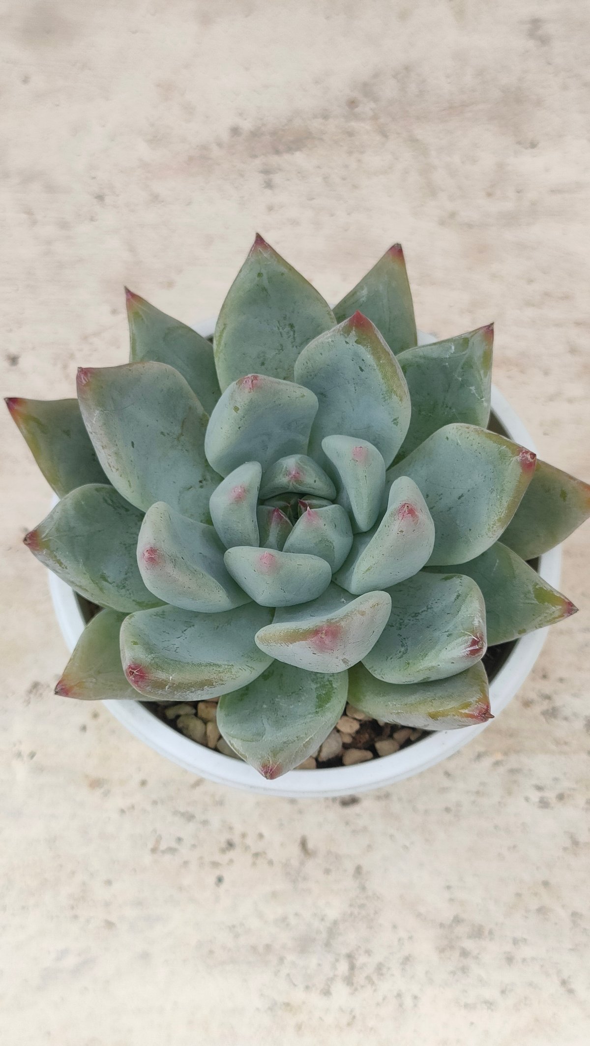 シャビアナ◎多肉植物 カット苗 韓国苗 エケベリア等 シャビアナ◎多肉植物 カット苗 韓国苗 エケベリア等 - メルカリ