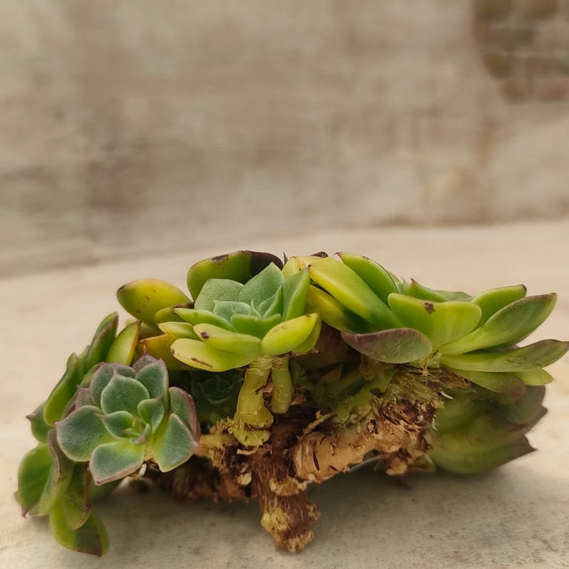 ビバチリ錦 エケベリア カット苗 | 多肉植物カット苗の通販