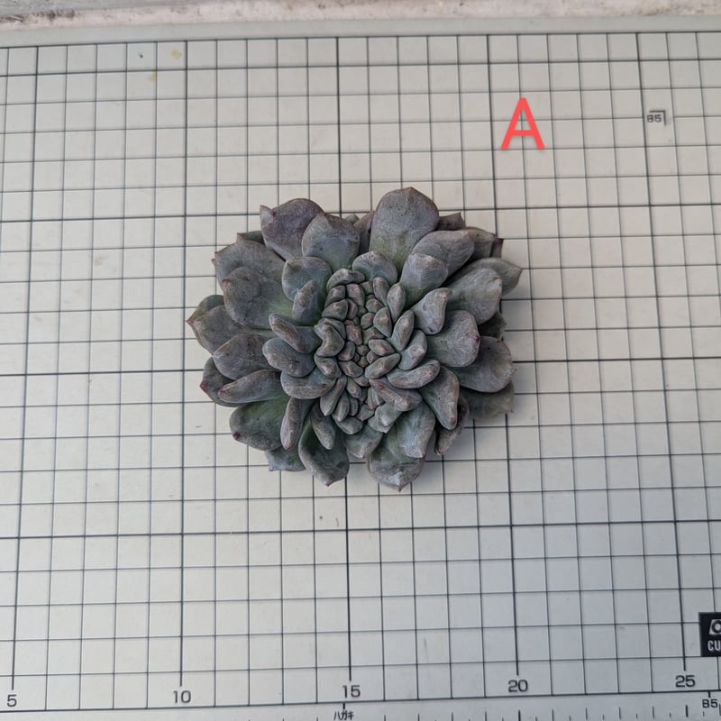 アリエル 綴化 エケベリア カット苗 | 多肉植物カット苗の通販