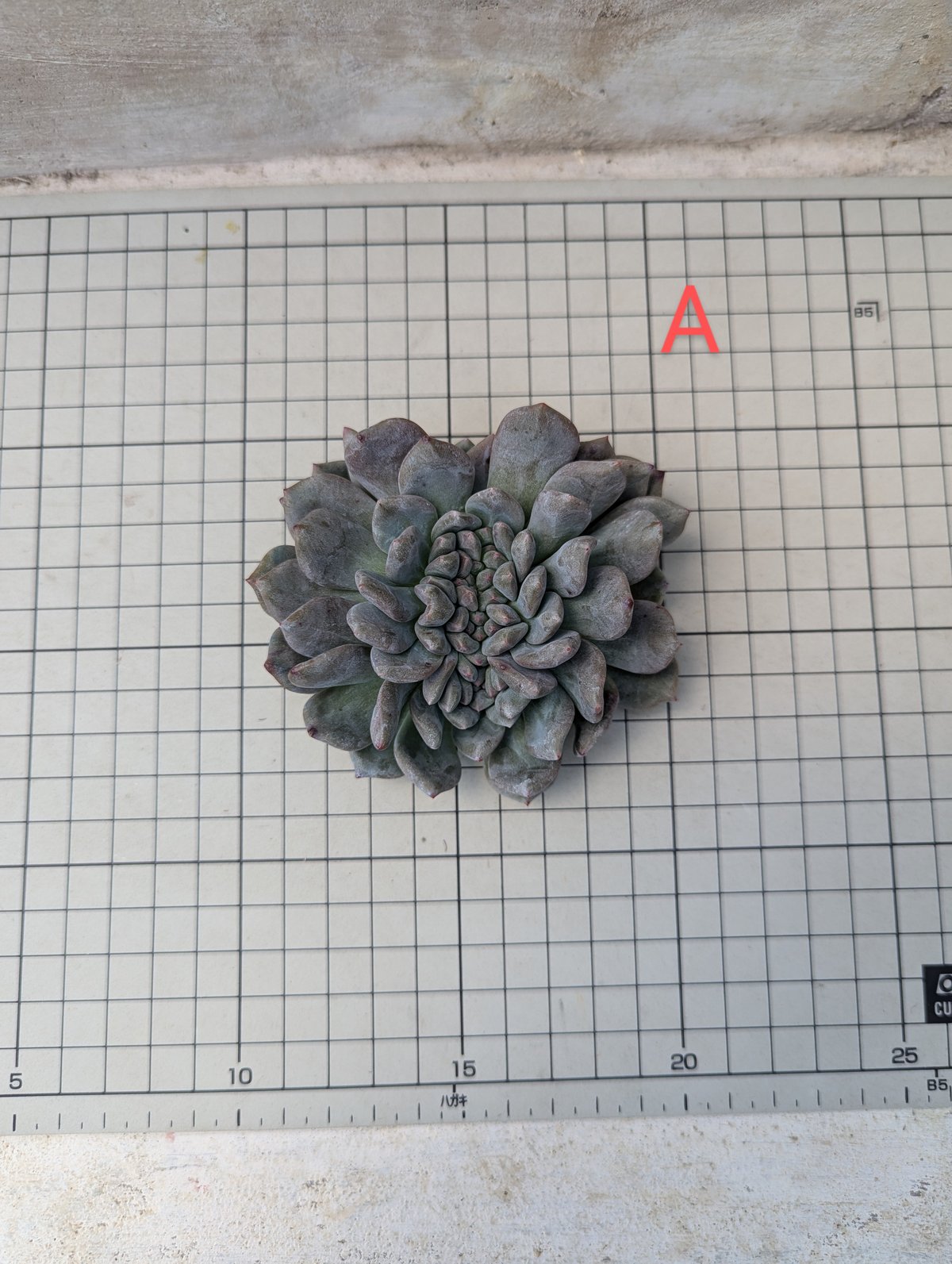 アリエル 綴化 エケベリア カット苗 | 多肉植物カット苗の通販