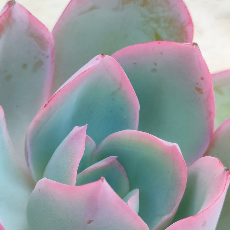 ネオンライト エケベリア カット苗 | 多肉植物カット苗の通販