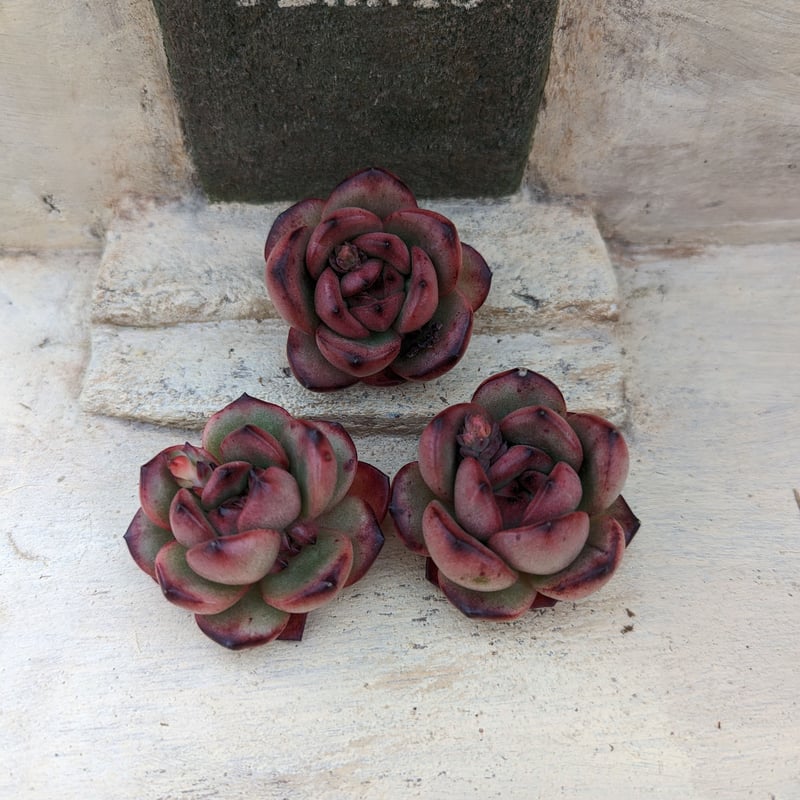 TM エケベリア カット苗 | 多肉植物カット苗の通販 | エケベリア