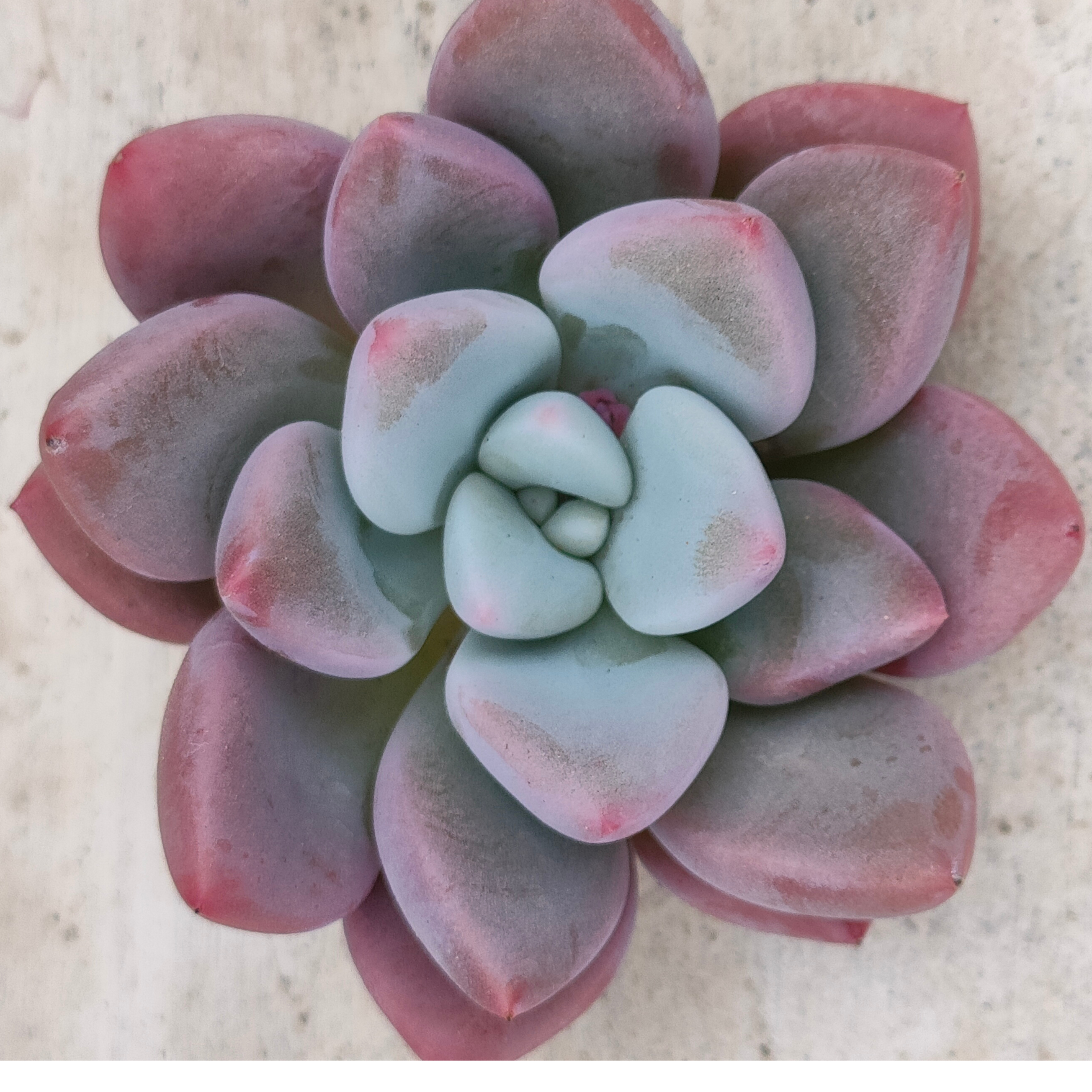 バブルモンスター エケベリア カット苗 | 多肉植物カット苗の通販