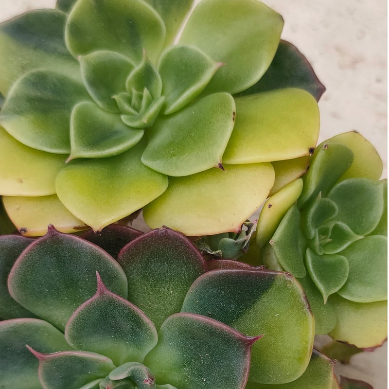 ビバチリ錦 エケベリア カット苗 | 多肉植物カット苗の通販