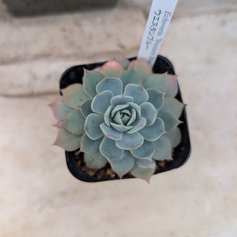 ウェスタンブルー エケベリア 抜き苗 | 多肉植物カット苗の通販