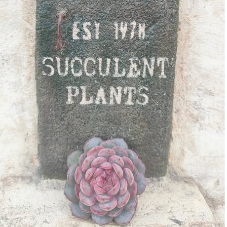 商品一覧 | 多肉植物カット苗の通販 | エケベリア(韓国苗)多肉植物専門