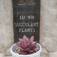 残8苗ෆ˚*感謝セールෆ˚* ブラッドロメオ 1苗 抜き苗 寄せ植え 多肉植物 Yahoo!オークション - ブラッドロメオ 1個 カット苗 多肉植物
