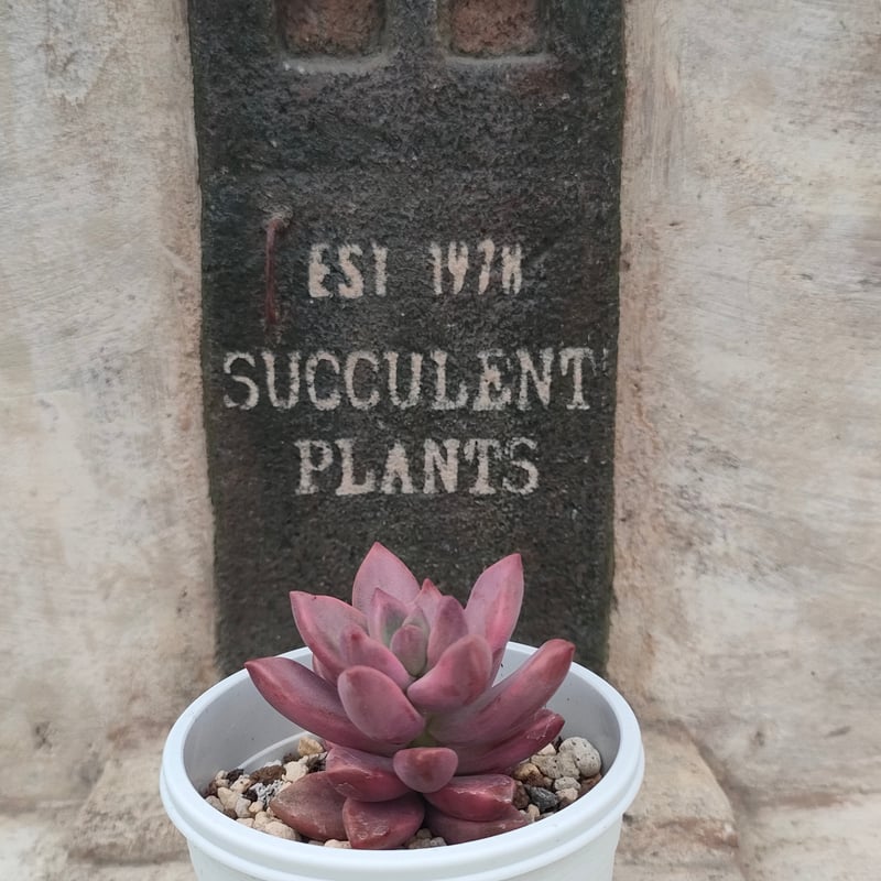 ピーチ姫② ブロンズ姫錦　カット苗　おまけ付き♡ ピーチ姫 （ブロンズ姫錦）グラプトペタルム 抜き苗 | 多肉植物カット