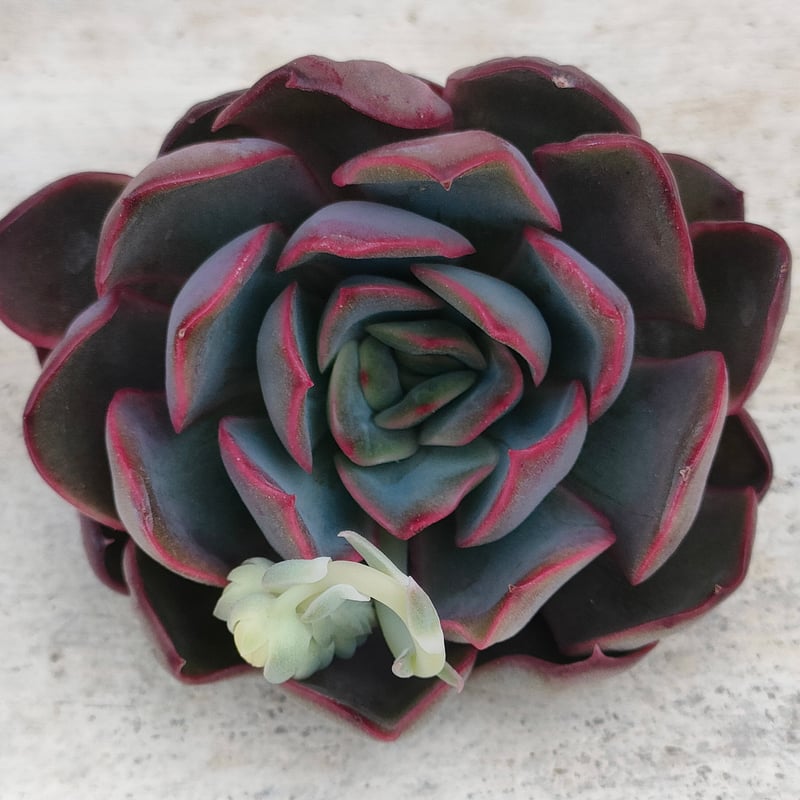 新品種◎リアナ◎多肉植物 カット苗 韓国苗 エケベリア等 ダルピナ