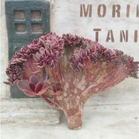 アイスエイジ錦 エケベリア カット苗 | 多肉植物カット苗の通販