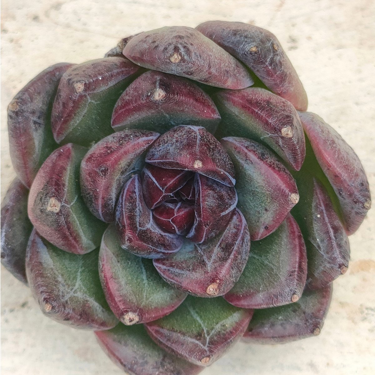 ブラックベア エケベリア カット苗 | 多肉植物カット苗の通販