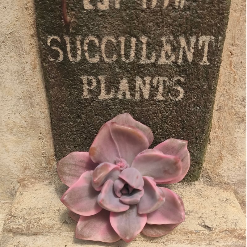 ミセスリチャード錦 エケベリア カット苗 | 多肉植物カット苗の通販