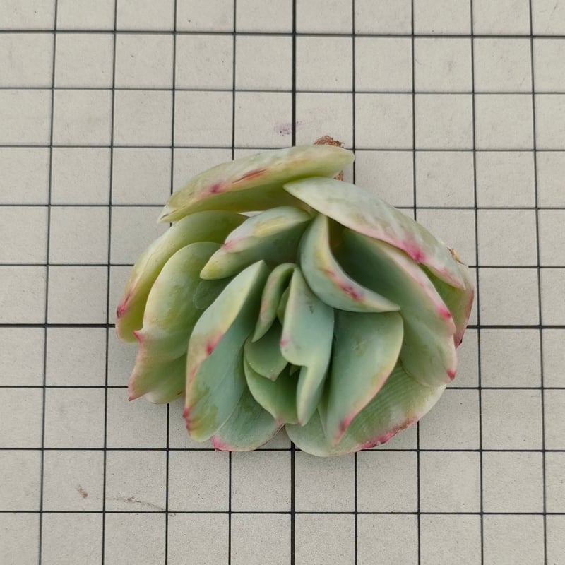 ピーチプリデ錦 エケベリア カット苗 | 多肉植物カット苗の通販