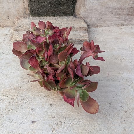 シャフラン錦◎多肉植物 カット苗 韓国苗 エケベリア等 商品一覧