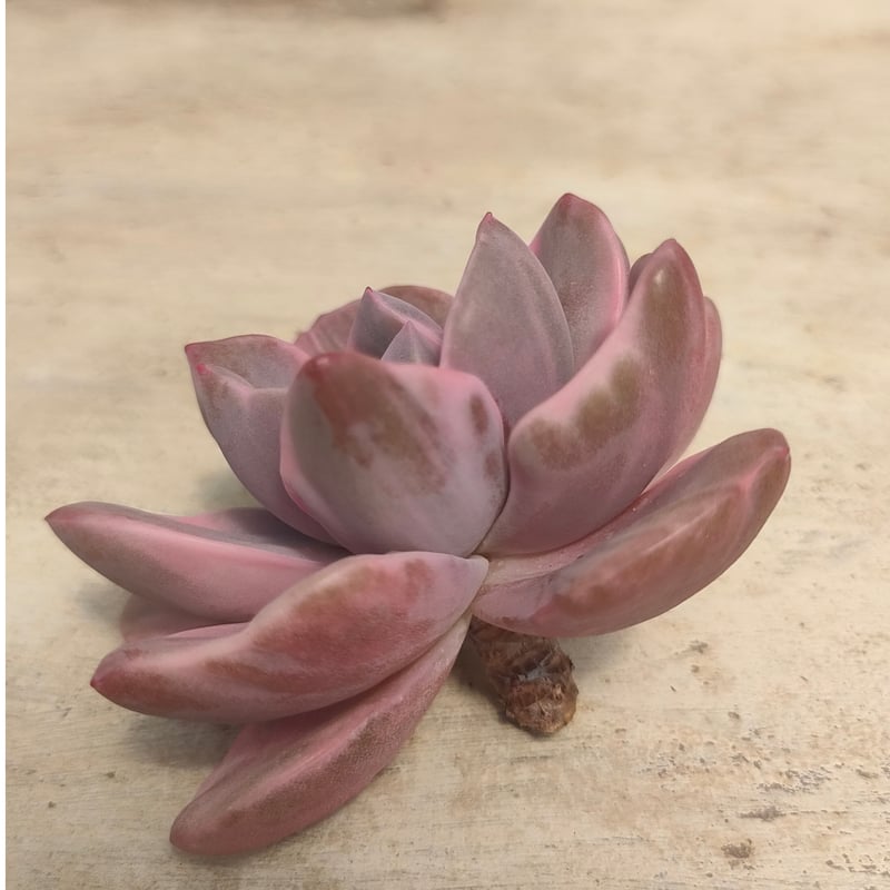 ミセスリチャード錦 エケベリア カット苗 | 多肉植物カット苗の