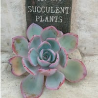 ピンクネーション エケベリア カット苗 | 多肉植物カット苗の通販