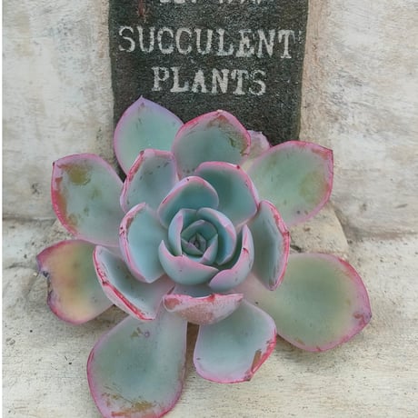 商品一覧 | 多肉植物カット苗の通販 | エケベリア(韓国苗)多肉植物専門