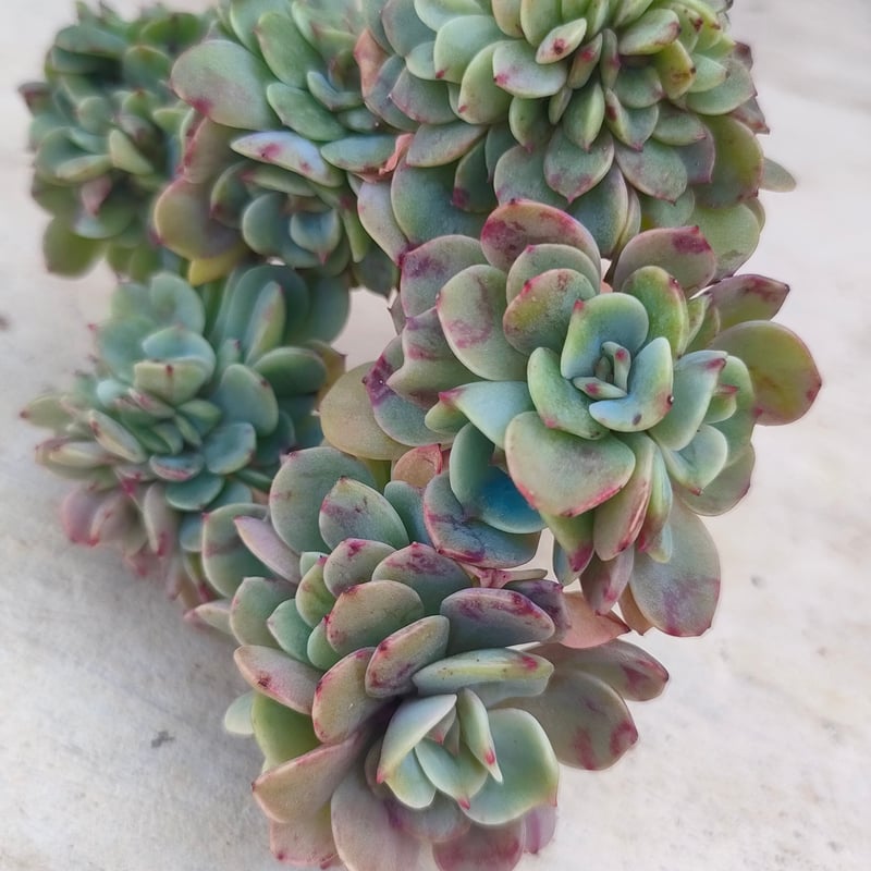 ベサメムーチョ エケベリア カット苗 | 多肉植物カット苗の通販