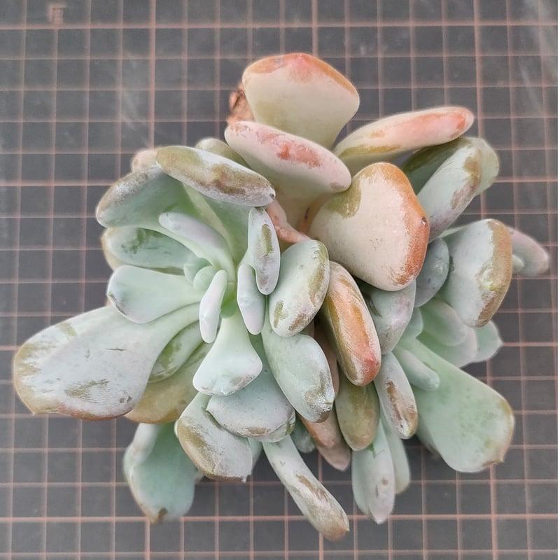 シンデレラ パキフィツム カット苗 | 多肉植物カット苗の通販