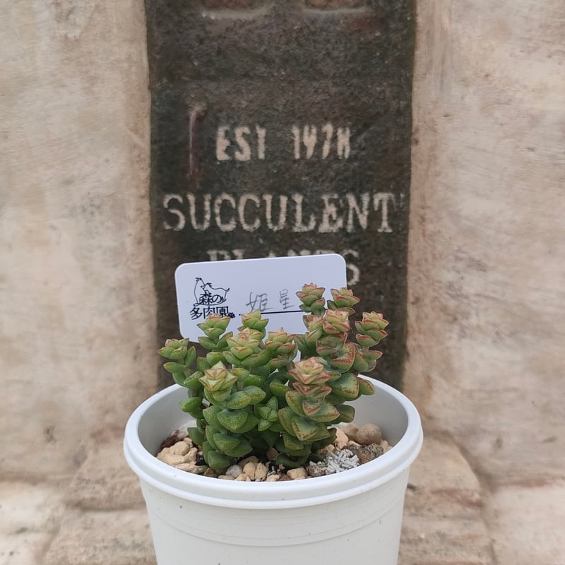 姫星 クラッスラ 抜き苗 | 多肉植物カット苗の通販 | エケベリア(韓国