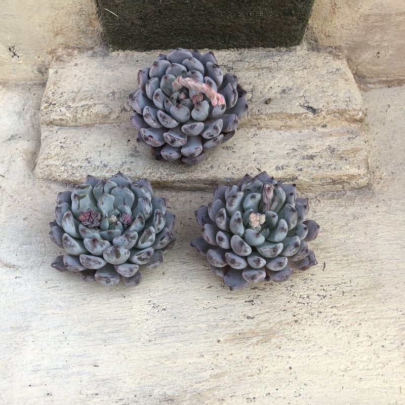 ブラックザラゴーサ エケベリア カット苗 | 多肉植物カット苗の通販