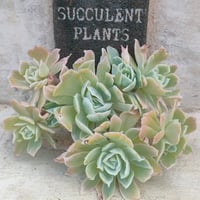 シュガーベイビー エケベリア カット苗 | 多肉植物カット苗の通販