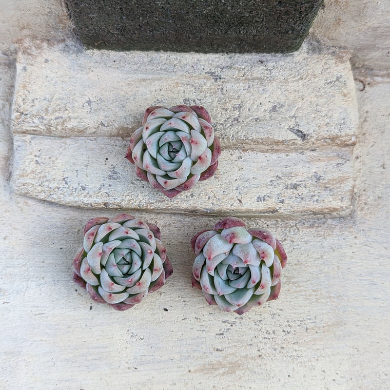 一時中止中☆　多肉植物　エケベリア　ピンククリスタル　3苗セット 中止中☆ 多肉植物 エケベリア ピンククリスタル 3苗セット ピンク