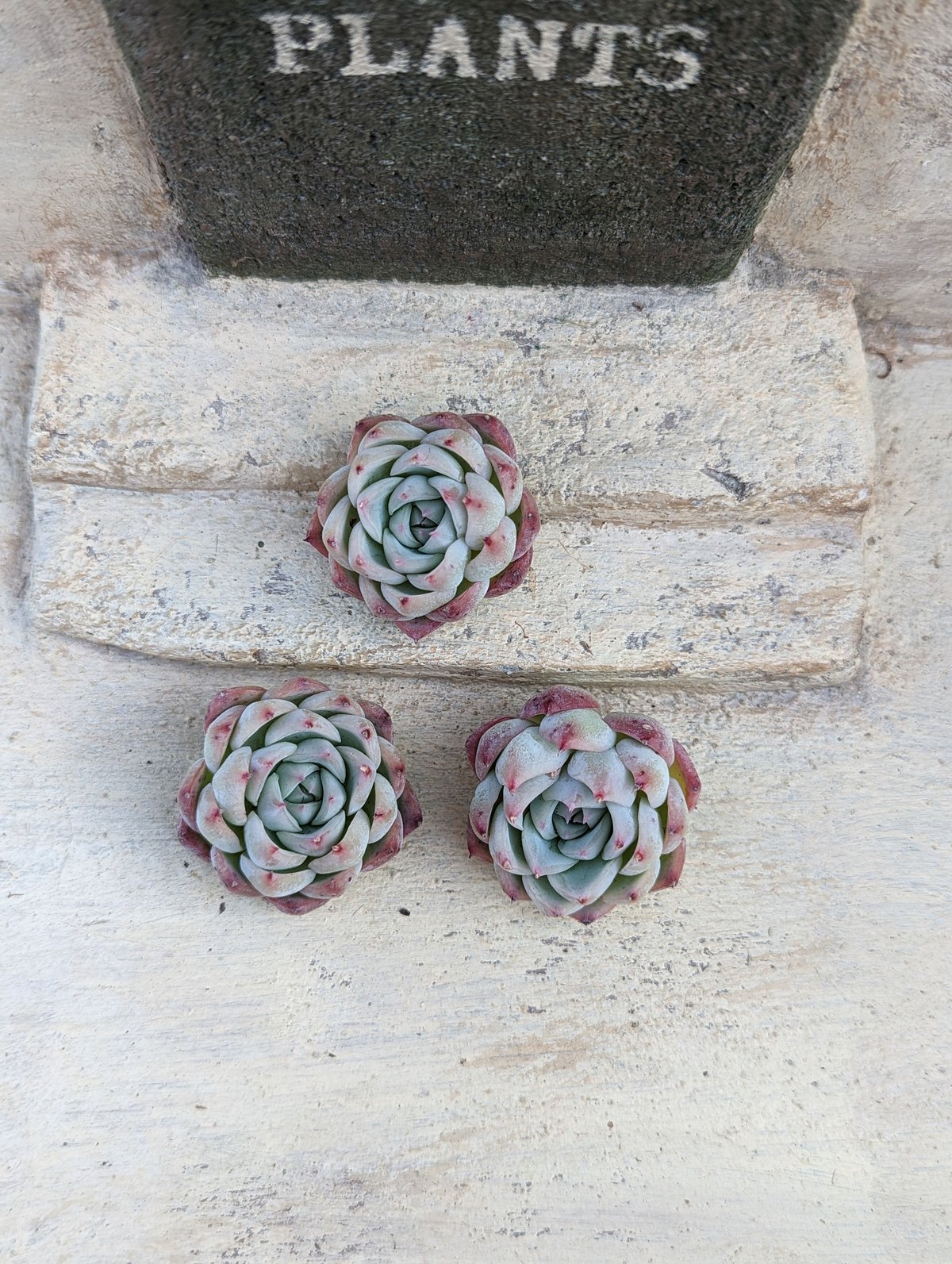 ピンククリスタルローズ エケベリア カット苗 | 多肉植物カット苗の