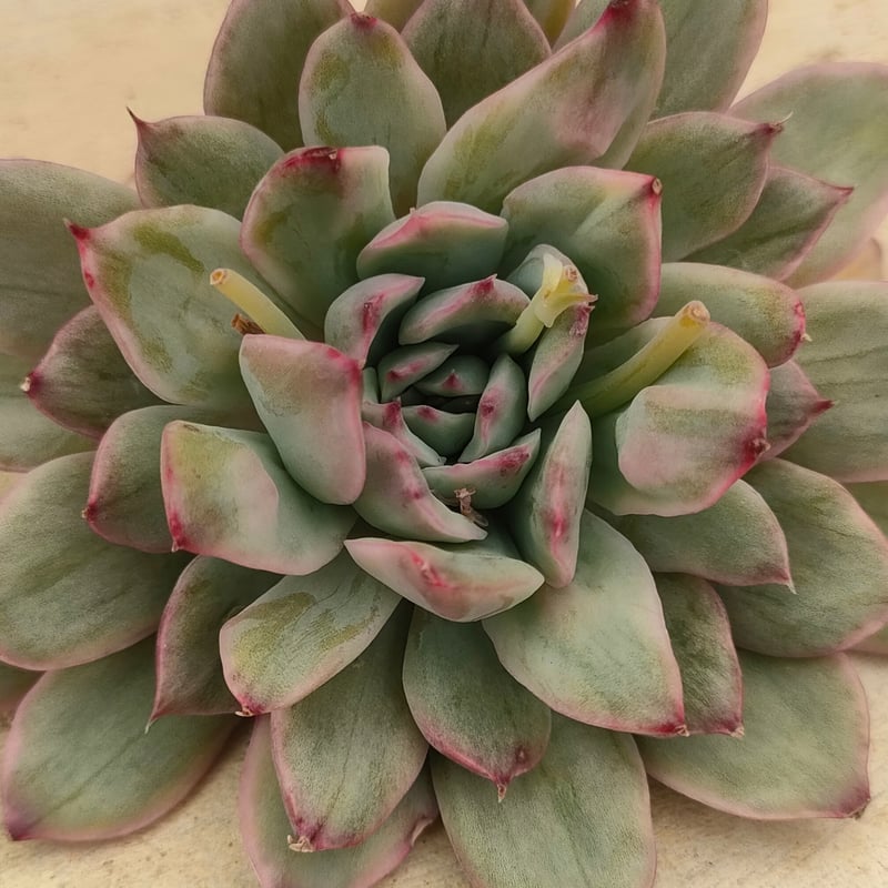 プリドニス錦 散り斑 エケベリア カット苗 | 多肉植物カット苗の通販