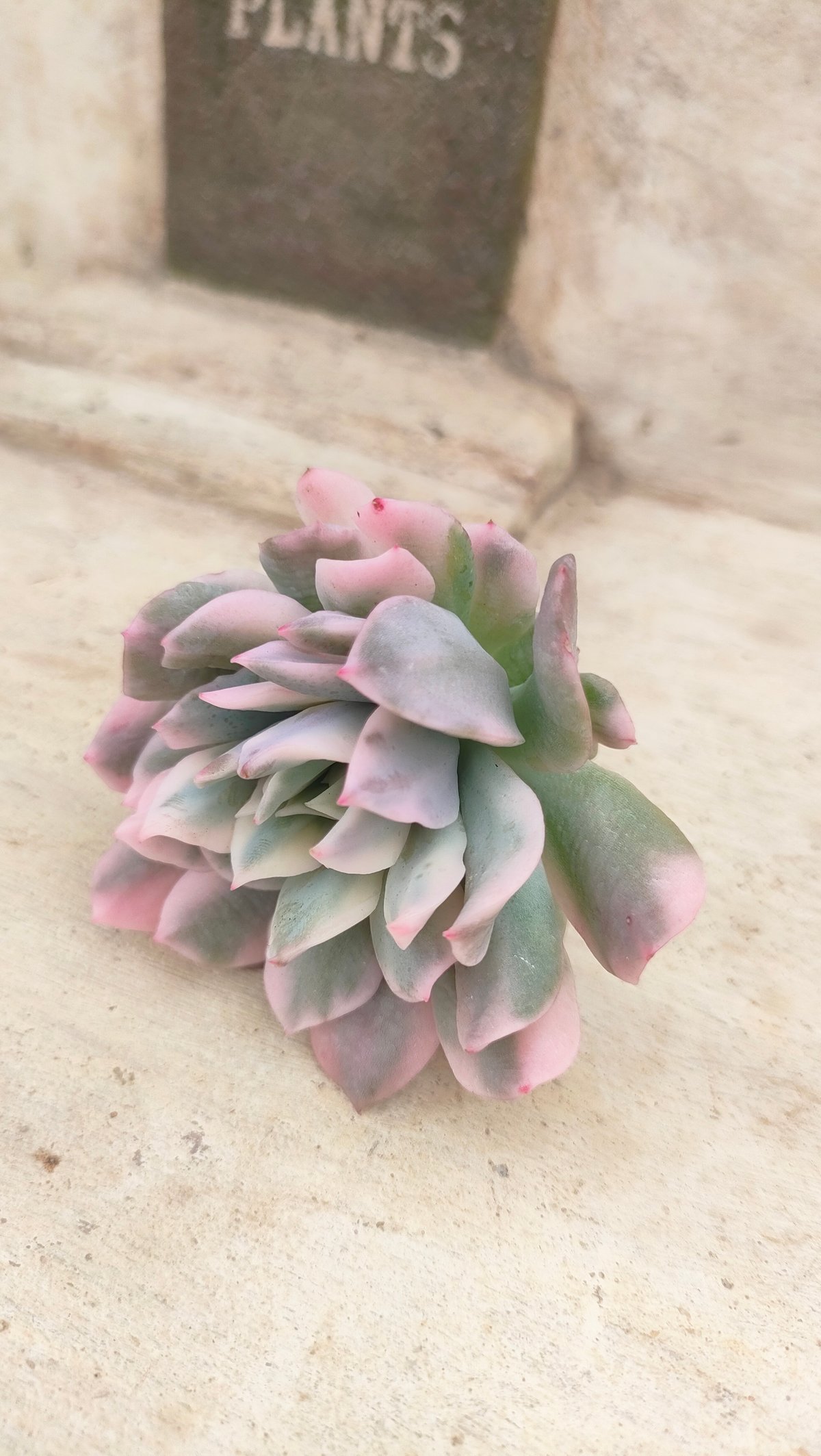 ブラッドブリアナ錦 エケベリア カット苗 | 多肉植物カット苗の通販