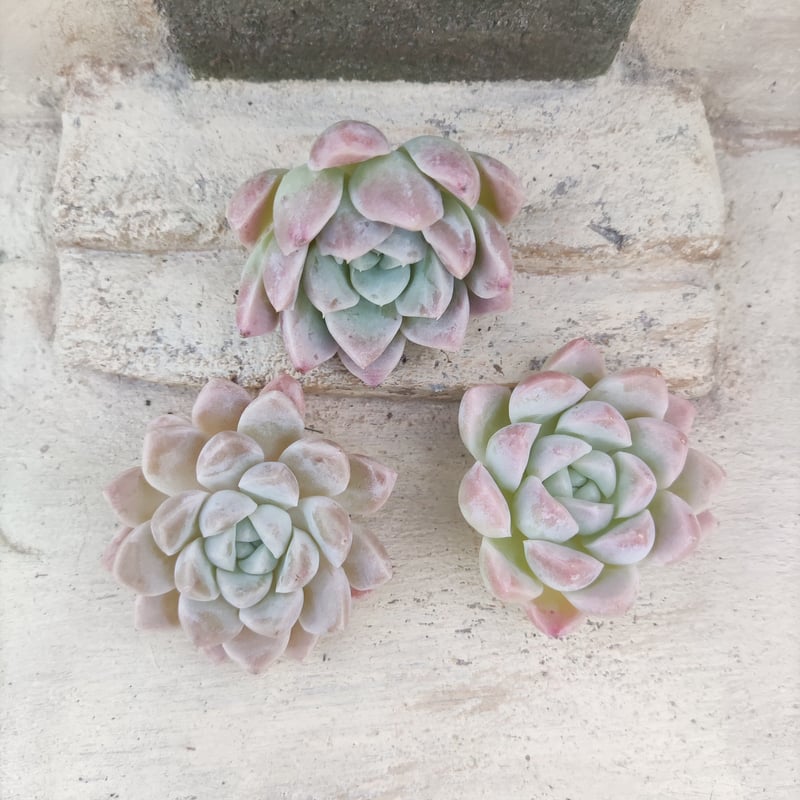 クリームビューティー エケベリア カット苗 | 多肉植物カット苗の通販