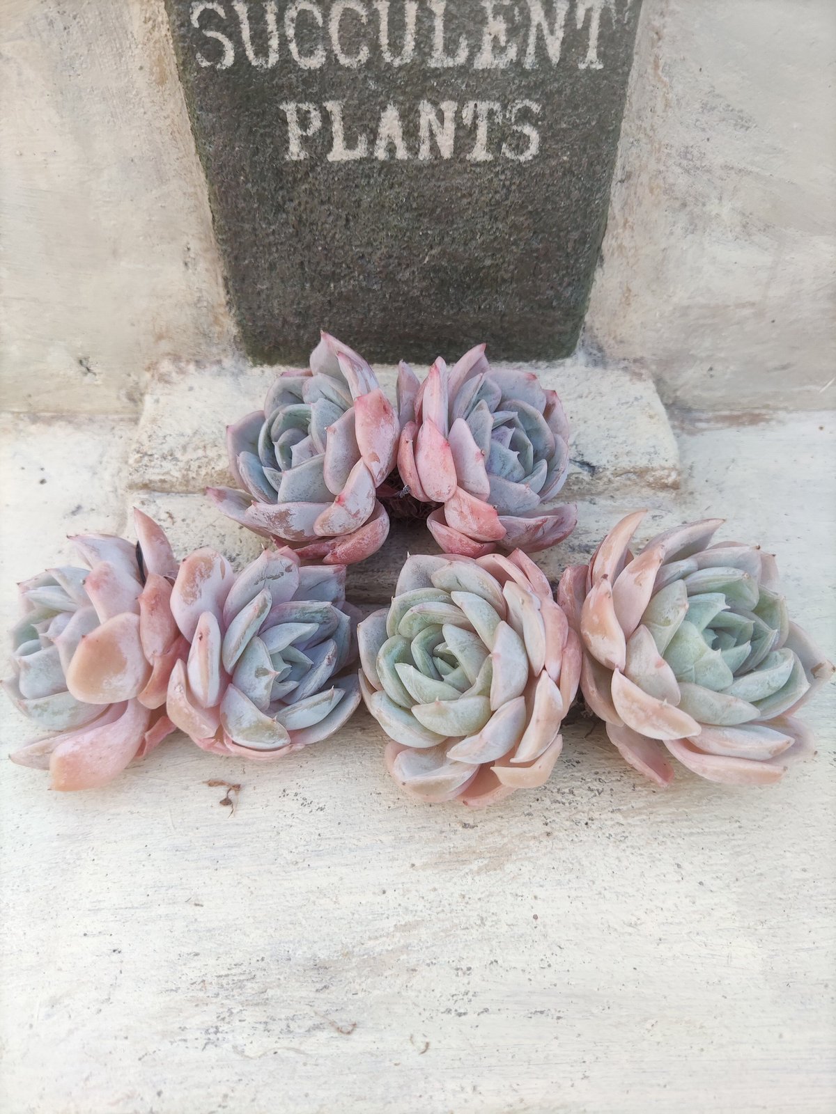 ↘️値下げ☆エケベリア2種セット「ラーカ」「ブルーサプライズ×リンゼアナ」☆抜き苗 ブルーサプライズ エケベリア カット苗 2頭 | 多肉植物カット苗の通販