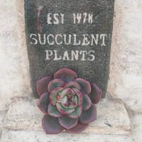 バロンボールド エケベリア カット苗 | 多肉植物カット苗の通販