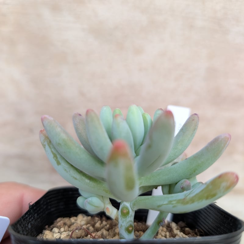 ロッティx乙女心 セダム交配 抜き苗 | 多肉植物カット苗の通販