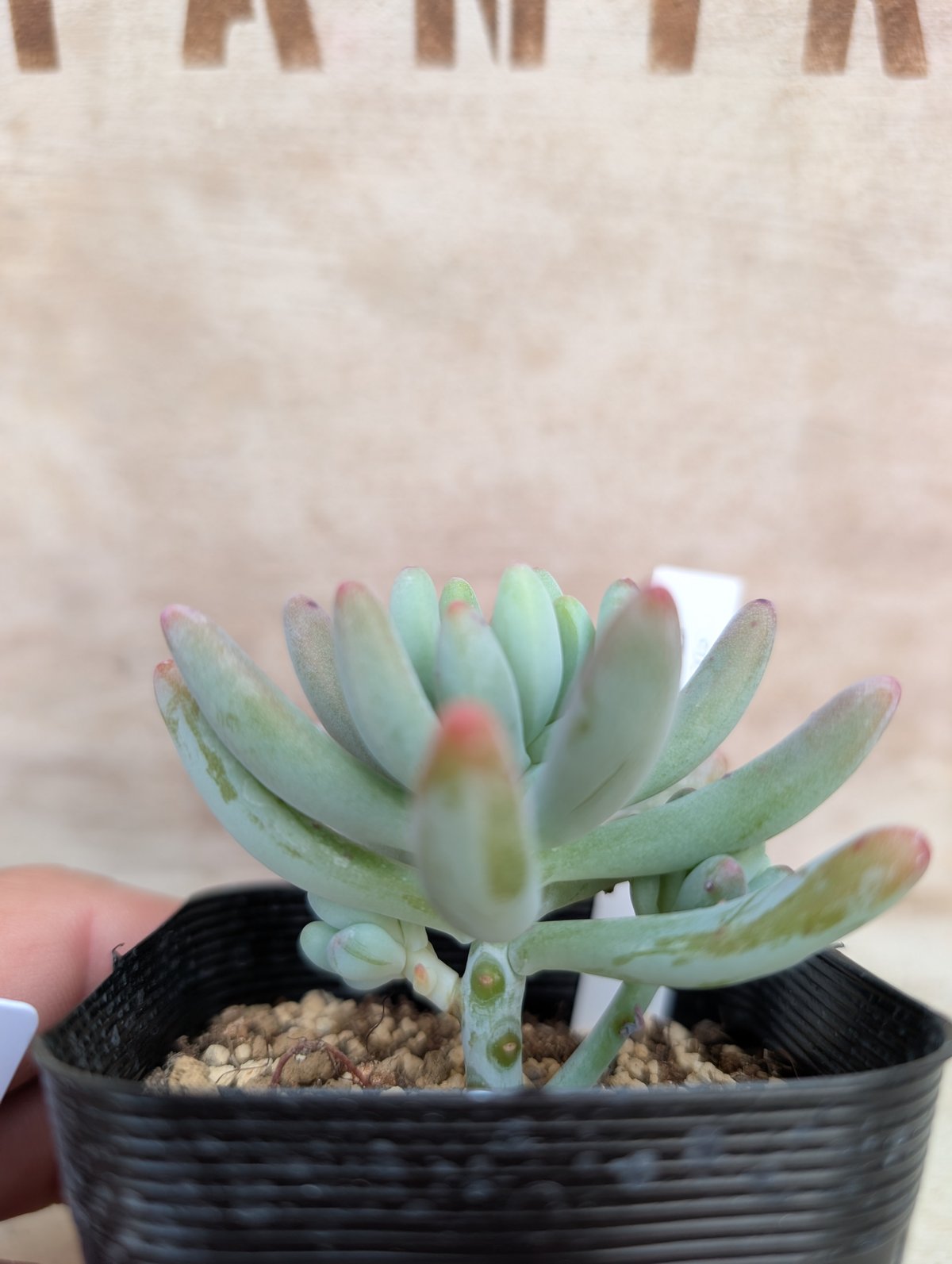 ロッティx乙女心 セダム交配 抜き苗 | 多肉植物カット苗の通販