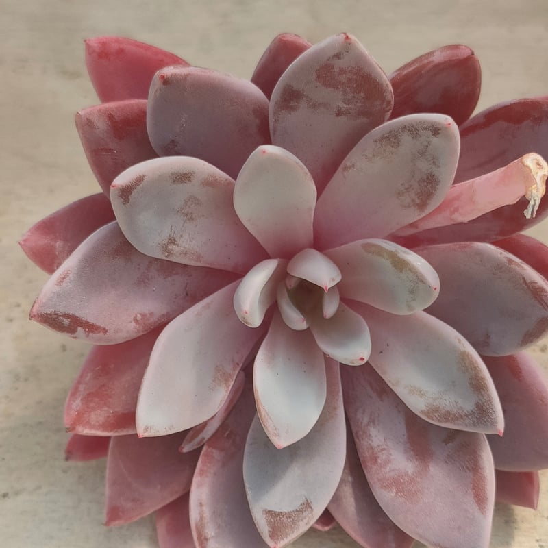 ルル エケベリア カット苗 | 多肉植物カット苗の通販