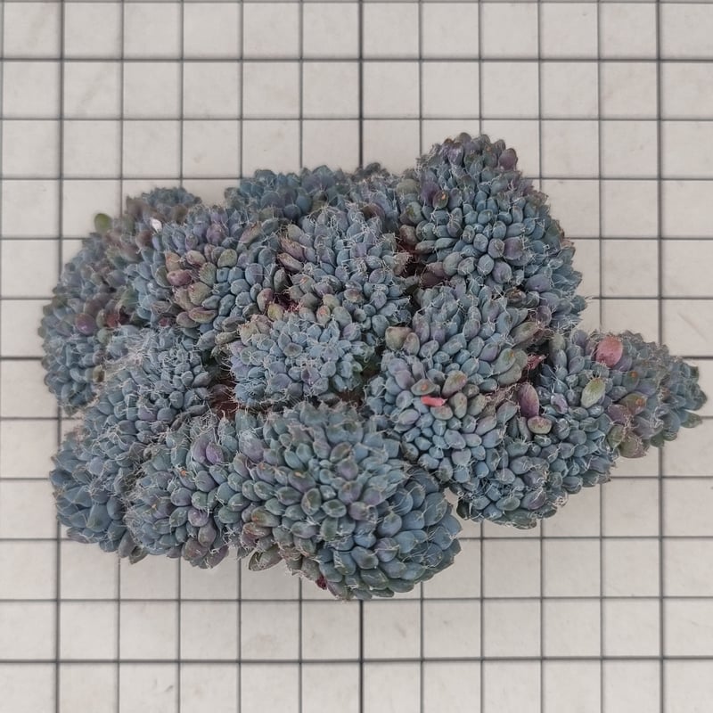 デルル◎多肉植物 カット苗 韓国苗 エケベリア等 ルンデリー綴化 エケベリア カット苗 | 多肉植物カット苗の通販