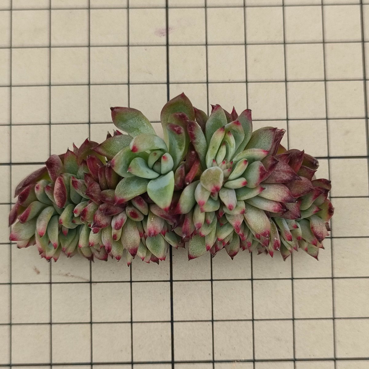 コロラータ綴化 エケベリア カット苗 | 多肉植物カット苗の通販