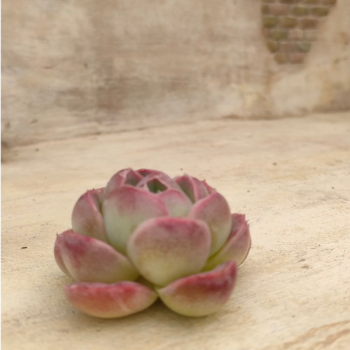 デリクッキー エケベリア カット苗 | 多肉植物カット苗の通販