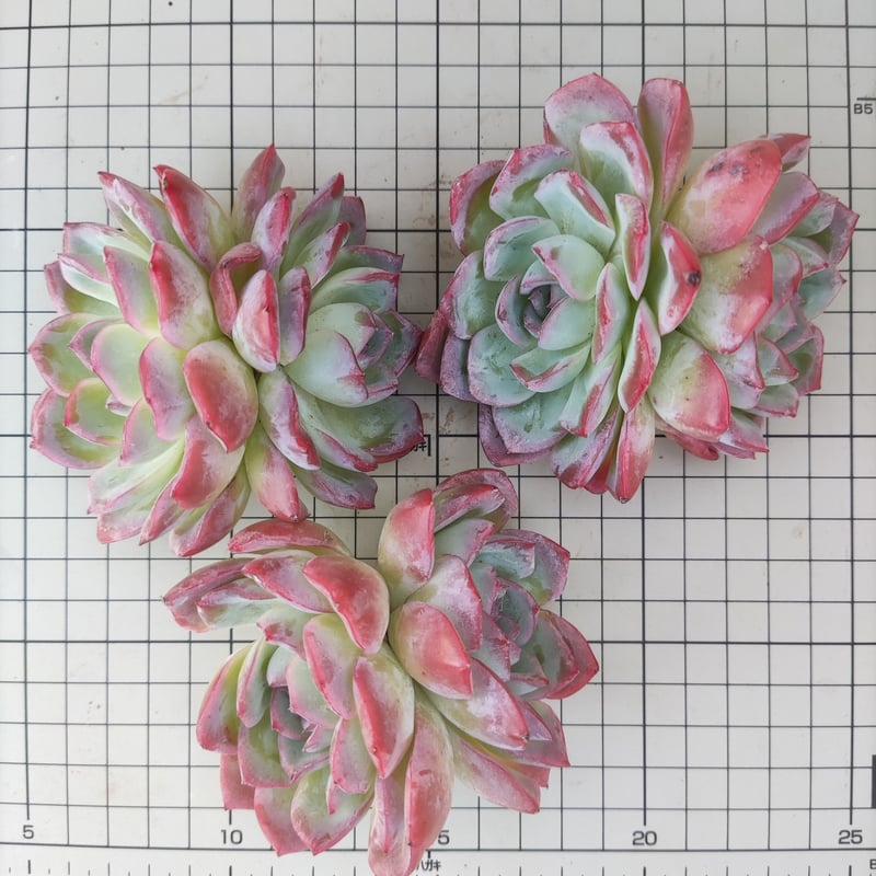 レッドラインエレガンス エケベリア カット苗 2頭 | 多肉植物カット苗