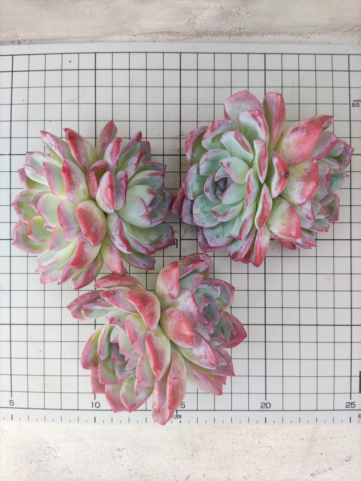 レッドラインエレガンス エケベリア カット苗 2頭 | 多肉植物